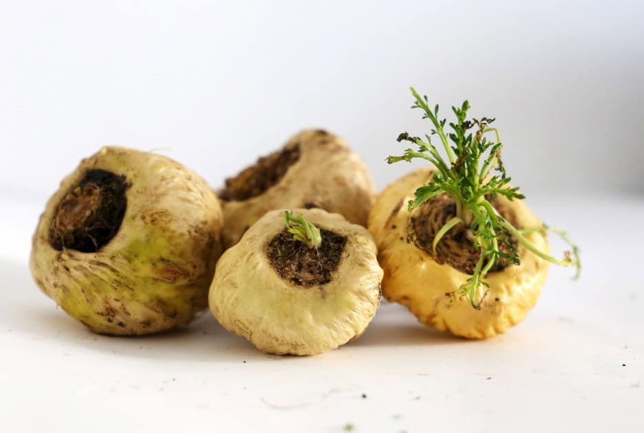 Maca peruanska